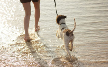 Zwierzęta w podróży. Jakie akcesoria będą niezbędne