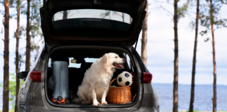 Podróże z pupilem: checklista na krótkie i długie wyjazdy Podróże z pupilem