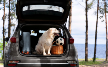 Podróże z pupilem: checklista na krótkie i długie wyjazdy Podróże z pupilem