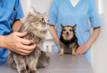 Sezon na alergie u zwierząt