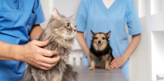 Sezon na alergie u zwierząt