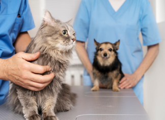 Sezon na alergie u zwierząt