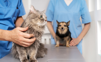 Sezon na alergie u zwierząt: objawy, codzienna pielęgnacja i wsparcie Sezon na alergie u zwierząt