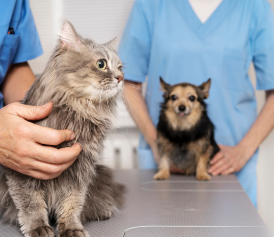 Sezon na alergie u zwierząt